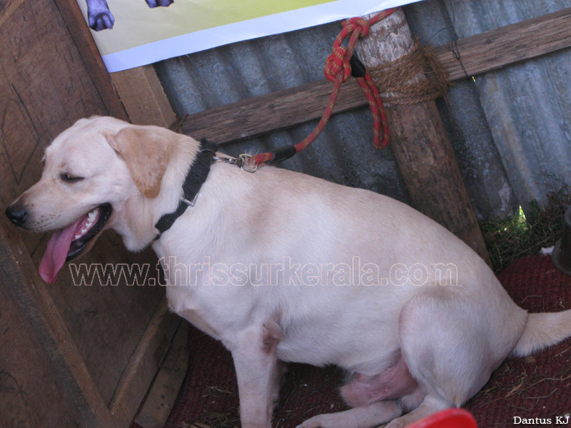 Mannuthy-Thrissur-Dog-Show-2011 (34)
